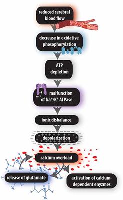 Ischemia-Triggered Glutamate Excitotoxicity From the Perspective of Glial Cells